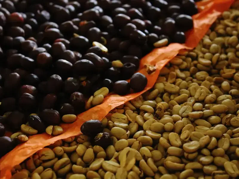 PT Khatulistiwa Noesantara Coffee | Kopi Nusantara Hulu ke Hilir | Perusahaan kopi Indonesia yang mengelola kopi dari hulu ke hilir melalui kemitraan petani, sistem profesional, dan distribusi ke pasar lokal dan global.